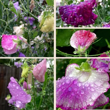 Lathyrus odoratus