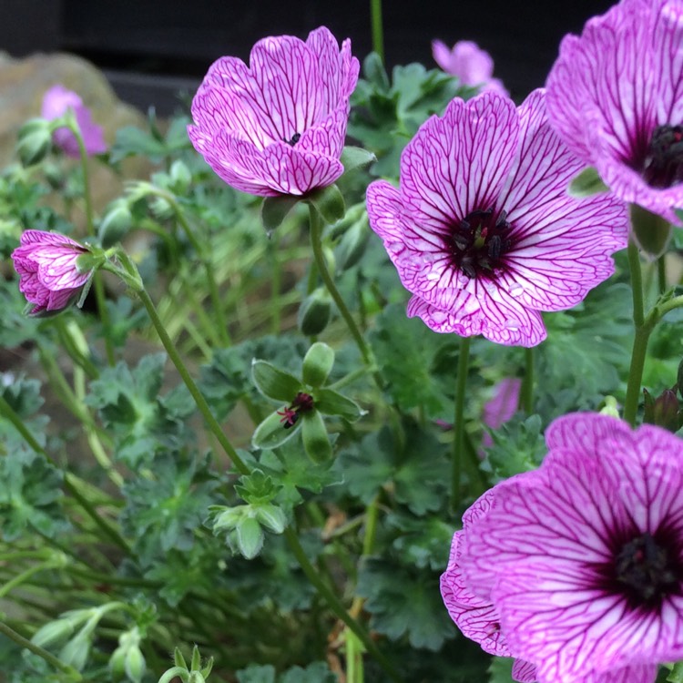 plant image 227411