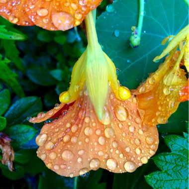 Tropaeolum majus