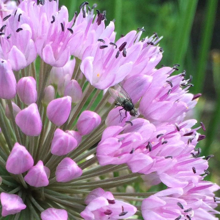 Plant image Allium roseum