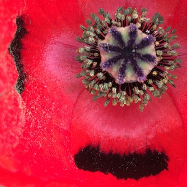 Papaver commutatum 'Ladybird'