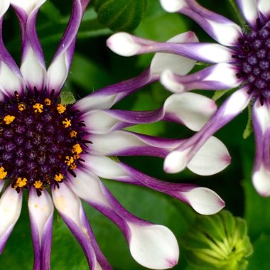 Osteospermum 'Whirligig'