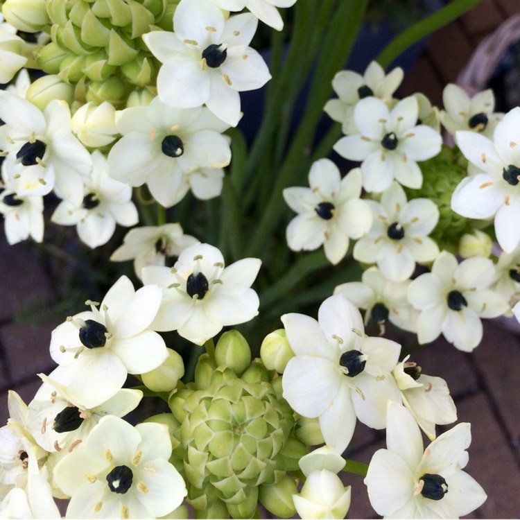 plant image 240160