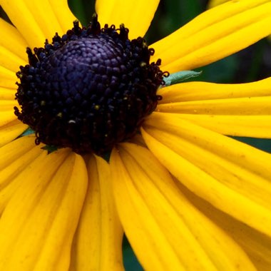 Rudbeckia fulgida var. sullivantii 'Goldsturm'