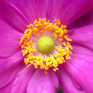 Anemone x hybrida 'Margarete'