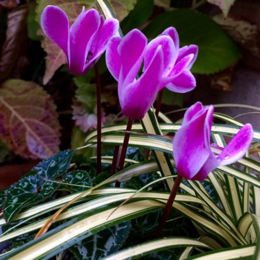 Cyclamen