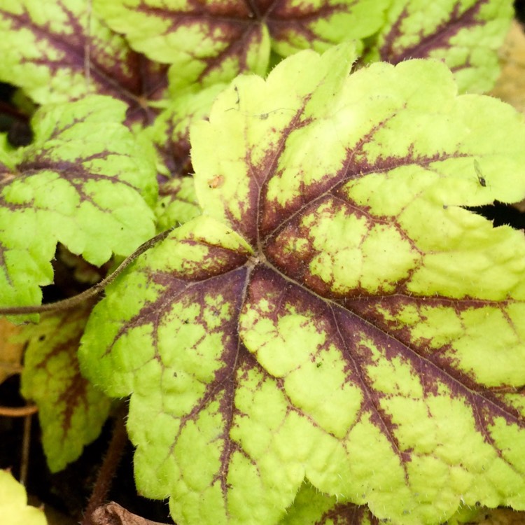 Plant image x Heucherella 'Alabama Sunrise'