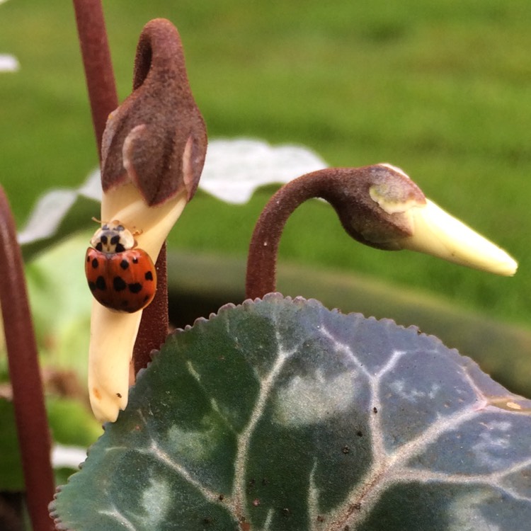 plant image 270573