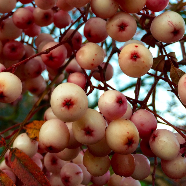 Plant image Sorbus Kashmiriana