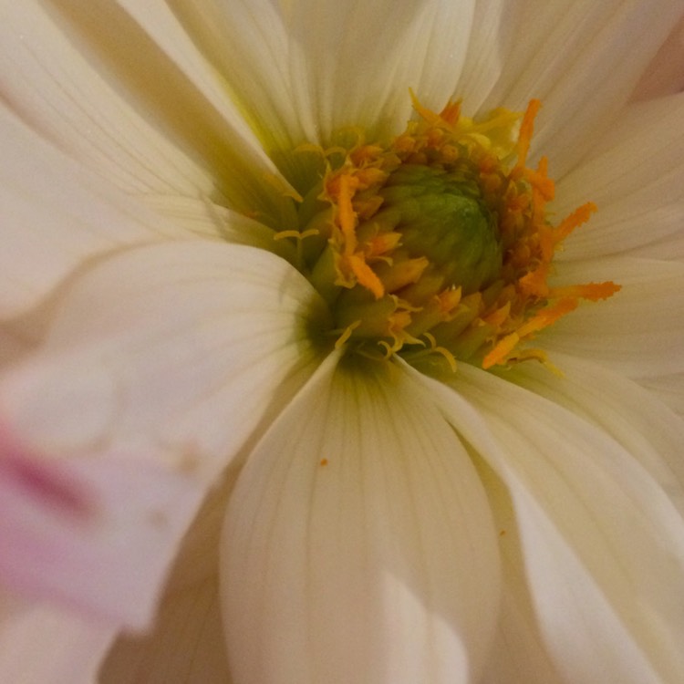 Plant image Dahlia 'Pinelands Princess'