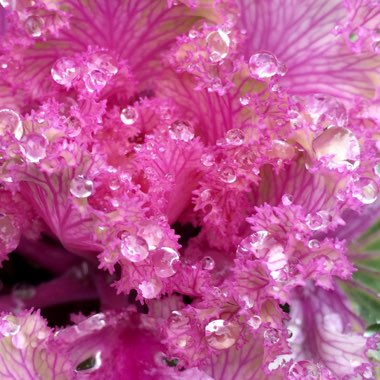 Brassica oleracea (Acephala Group)