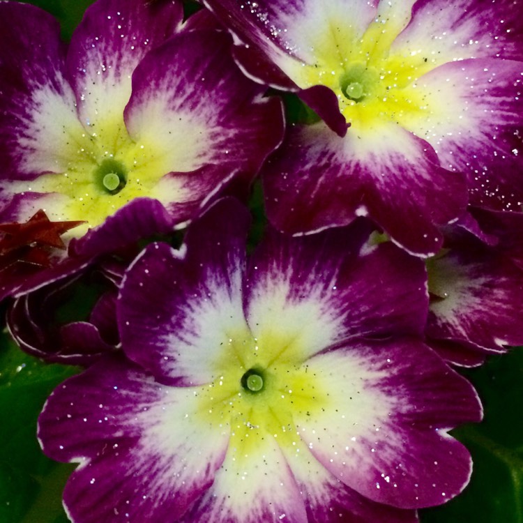 plant image 291585