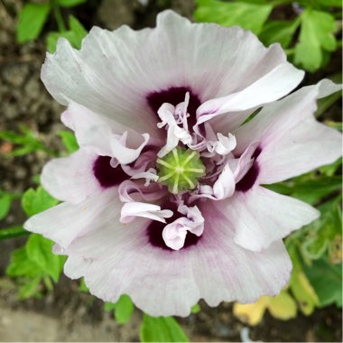 Papaver somniferum 'Lilac Pom Pom'