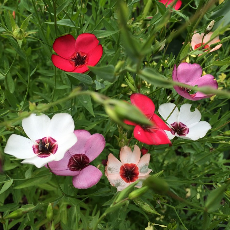 plant image 297395