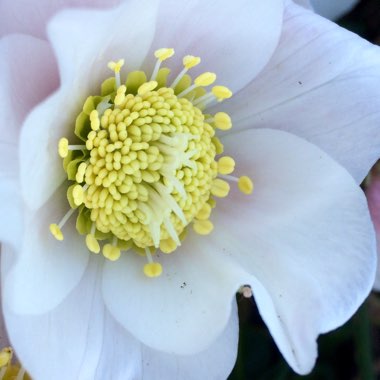 Helleborus