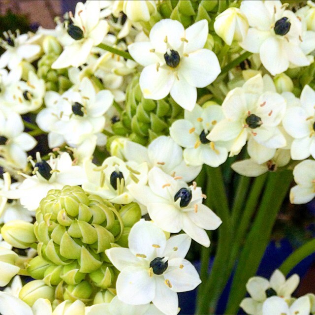 Plant image Ornithogalum saundersiae