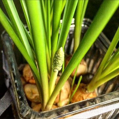 Muscari armeniacum