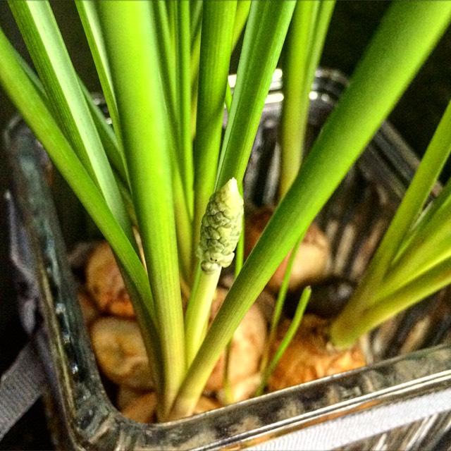 Plant image Muscari armeniacum