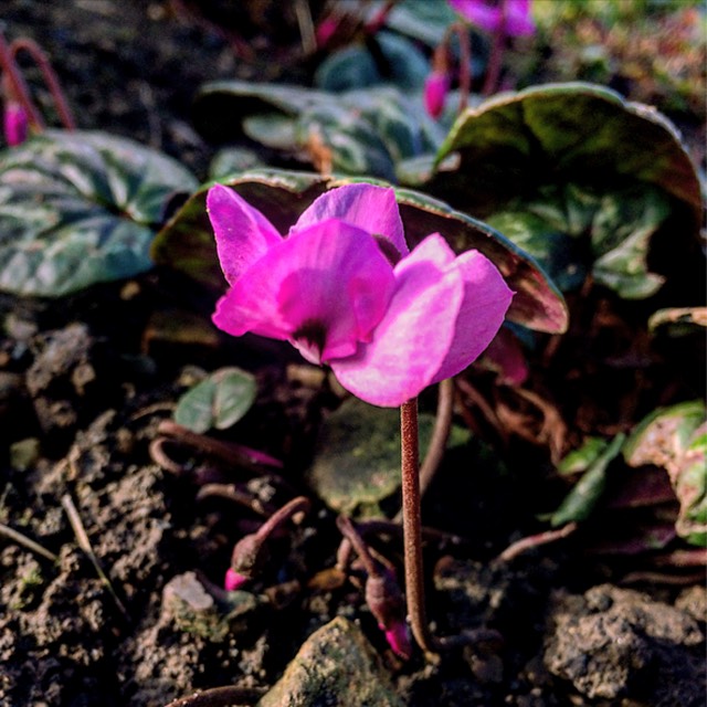 Plant image Cyclamen coum