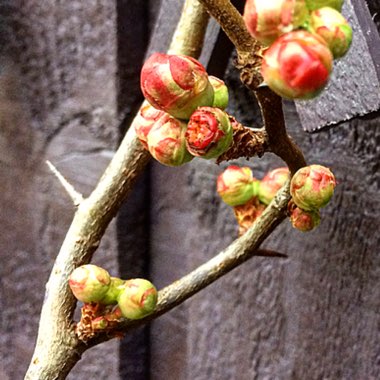 Chaenomeles japonica