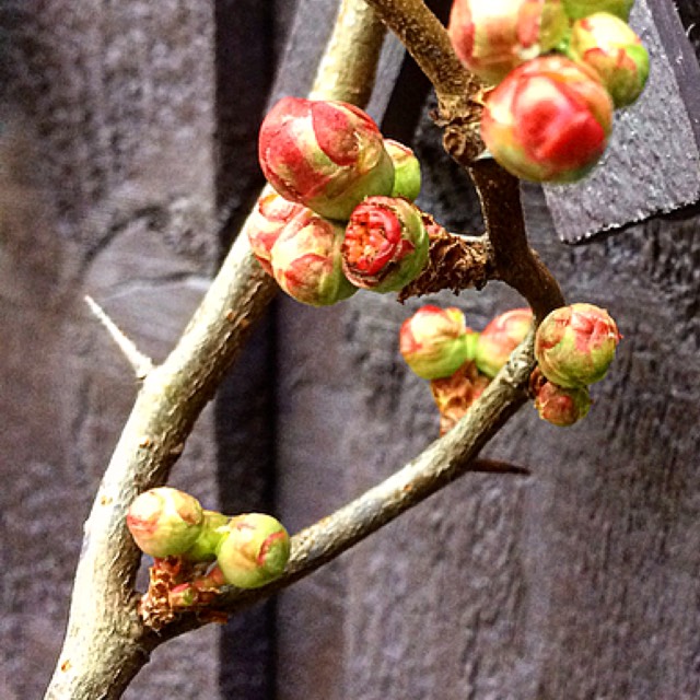Plant image Chaenomeles japonica