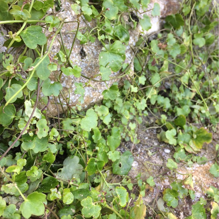 Plant image Cymbalaria Muralis syn. Antirrhinum cymbalaria ; Linaria cymbalaria