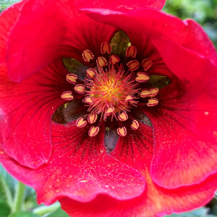Plant image Potentilla x cultorum 'Flamenco'