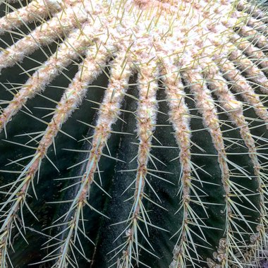 Echinocactus Grusonii