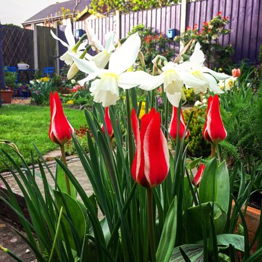 Tulipa 'Red Riding Hood'