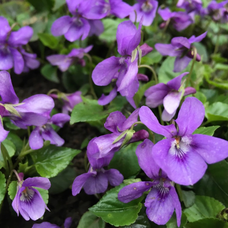 Plant image Viola riviniana 'Purpurea'