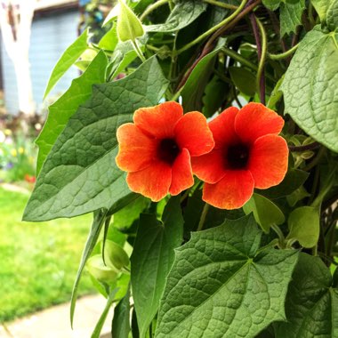 Thunbergia alata 'Arizona Glow'