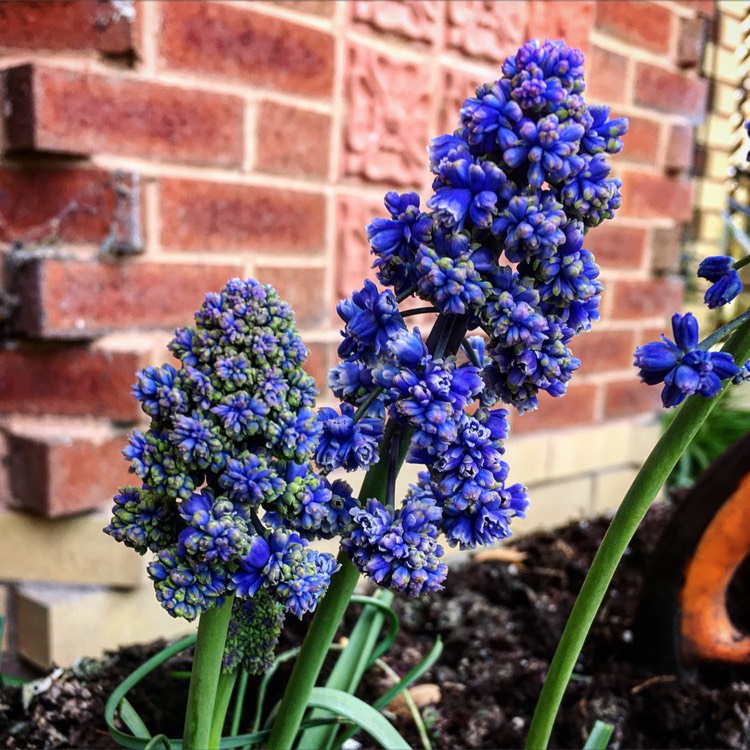 plant image 368061