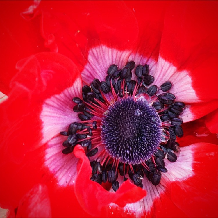 plant image 391870