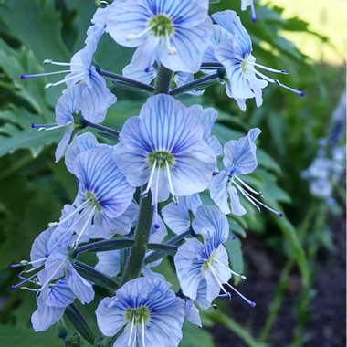 Veronica gentianoides 'Tissington White'