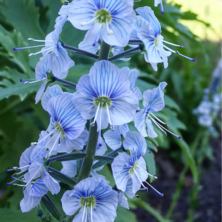 Plant image Veronica gentianoides 'Tissington White'