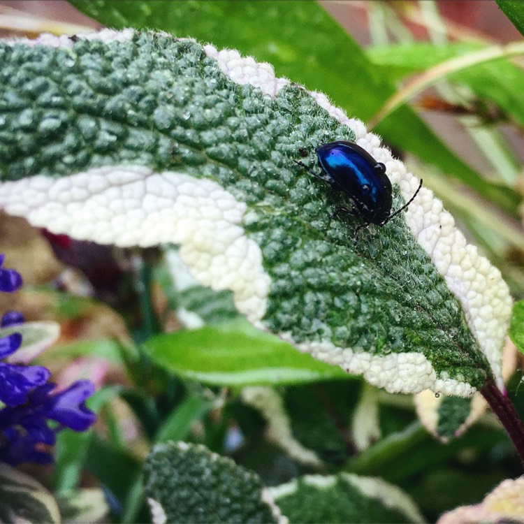 plant image 404429