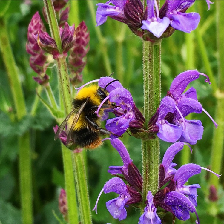 Plant image Salvia