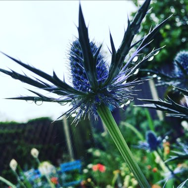 Eryngium