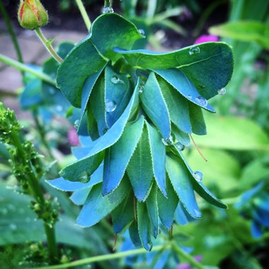 Cerinthe major 'Purpurescens'