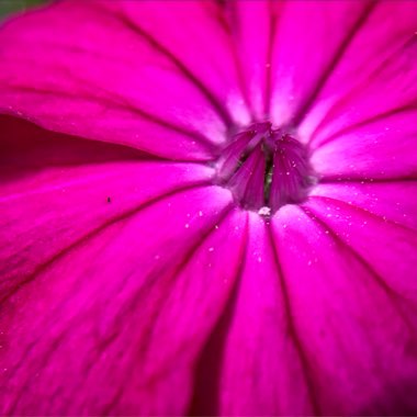 Lychnis coronaria syn. Agrostemma coronaria syn. Agrostemma tomentosum