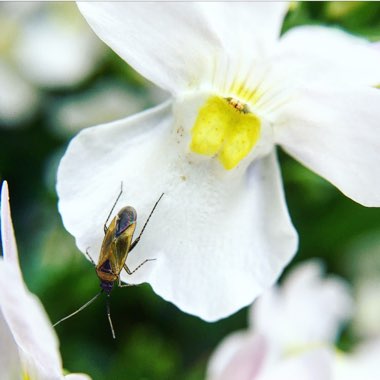 Nemesia 'Wisley Vanilla'