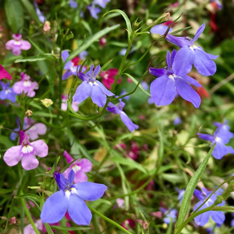 Lobelia erinus, Trailing Lobelia - uploaded by @mrsflowerpot