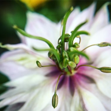 Nigella