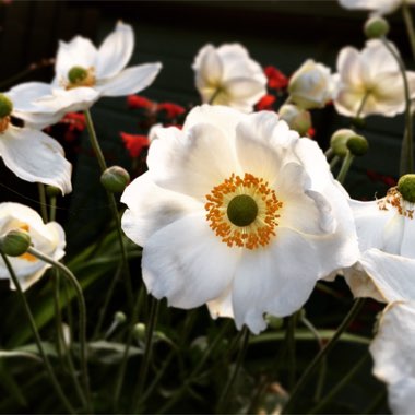 Anemone Hupehensis var. japonica 'Alba'