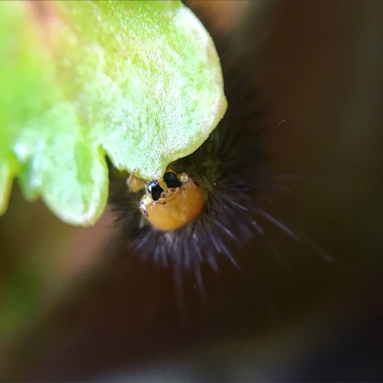 plant image 545434