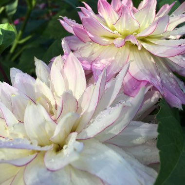 Dahlia 'Crazy Love'