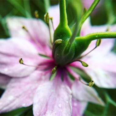 Nigella