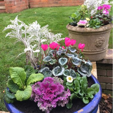 Brassica oleracea (Acephala Group)