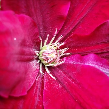 Clematis 'Rebecca'™ evipo016