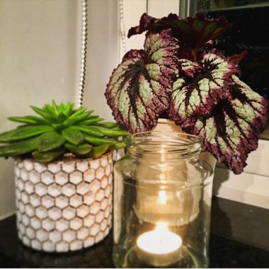 Begonia (Rex Cultorum Group)  syn. Begonia rex